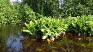 Магия лесной реки...