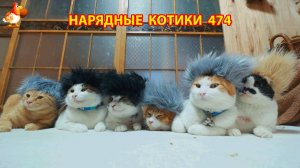 Нарядные Котики расслабляются на солнышке 🌞 🐈🐈🐈 (473)