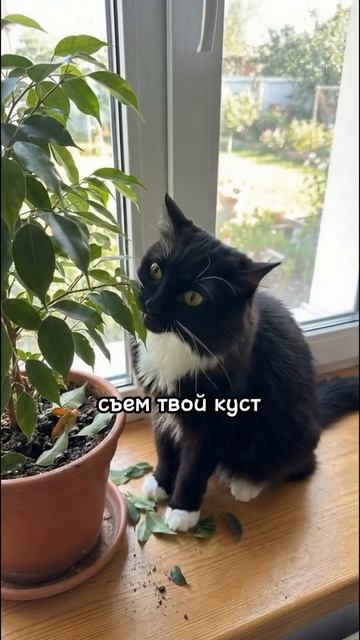 куда я пропал из тг временно я заходить не буду напиши всем если что то надо пиши в комы