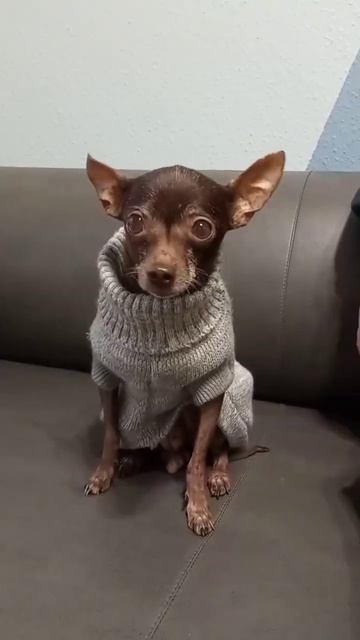 Тойчик Лилу 15 летчистим зубки раз в год знакомы 5 лет чистили без перерывов.