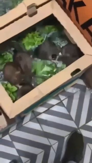 🍎 Почему одной воды недостаточно: как глубокая очистка продуктов меняет всё