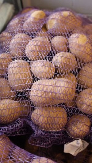 Почему все дачники гоняются за сортом картошки Пароли?