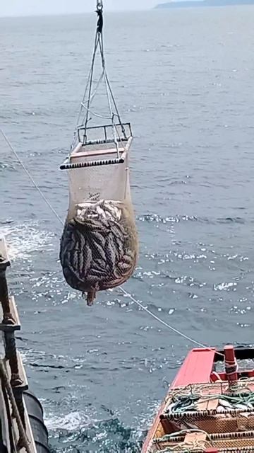 за неделю дальневосточные рыбаки
выловили почти 100 тыс. тонн красной
рыбы, преимущественно горбуши