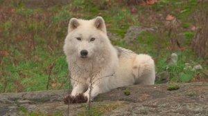 Музыка для снятия напряжения