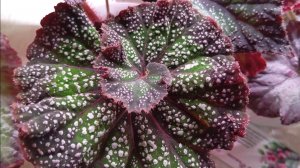 Мои комнатные растения. Бегонии. Осень 2023 г.