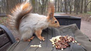 Немного о Копии Копии