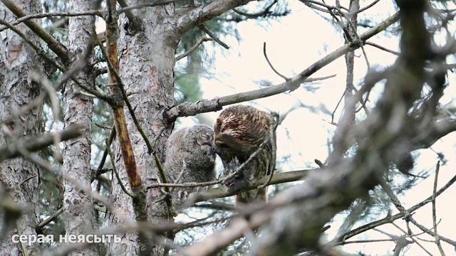 Серая неясыть кормит птенца. Совы Крыма.