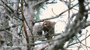 Серая неясыть кормит птенца. Совы Крыма.