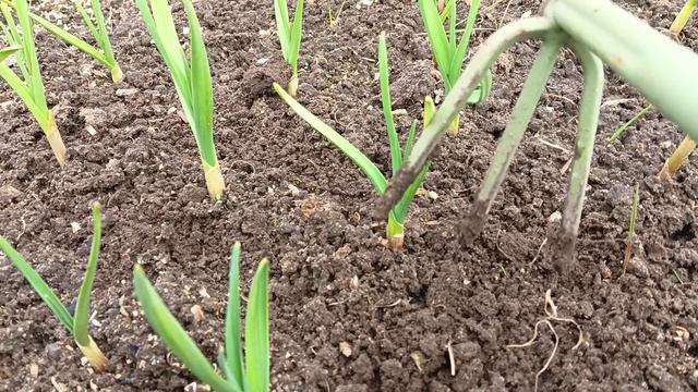 Мой чеснок отлично перенёс зимние морозы.