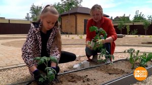 В огороде - все свое! А сколько это стоит? Доброе утро. Фрагмент выпуска от 17.04.2026