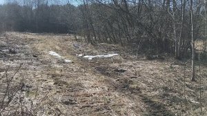 РГ Жёлтый на прогулке в угодьях.