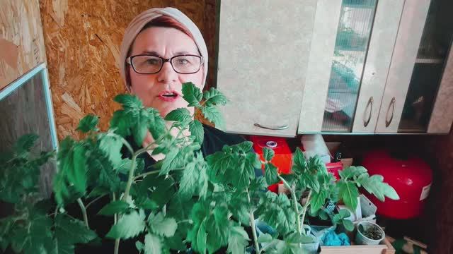 Чуть не погубила рассаду томатов 😱