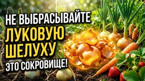 Луковая шелуха сокровище для вашего огорода!  Не выбрасывайте её никогда!