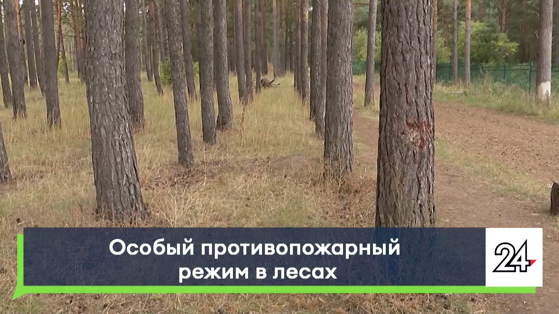 Особый противопожарный режим в лесах