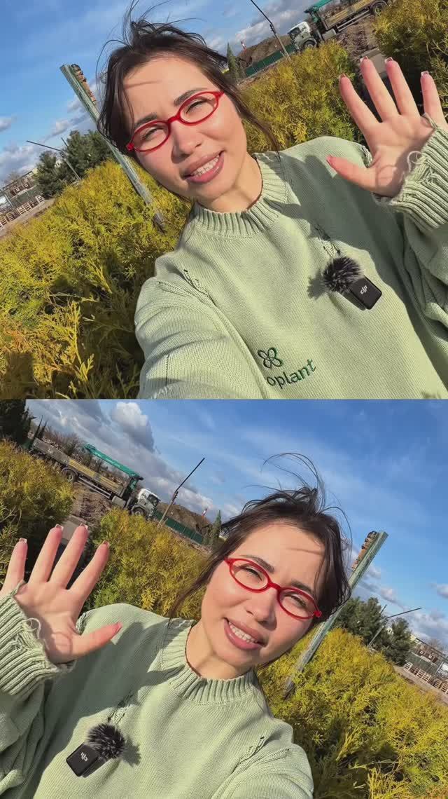 ЭТИ ТУИ разбирают мгновенно — и вот почему!🌲🔥