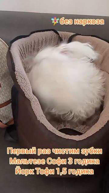 Первый раз чистим зубки, Мальтезе Софи 3 годика и Йорк Тофи 1,5 годика. #собака
