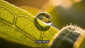 Пять забытых растений постсоветского пространства