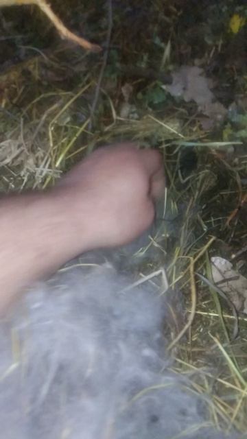 Крольчата на третий день погладил самку