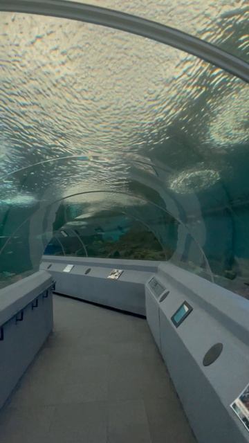 Рыбки в океанариуме ч.33