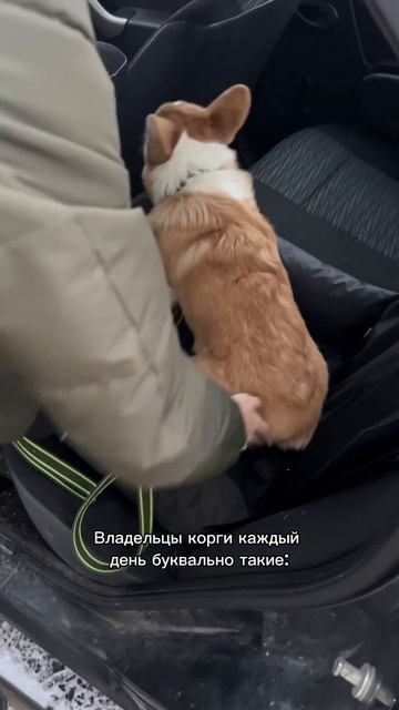 Видео с Коржиком каждый день. Подписывайся