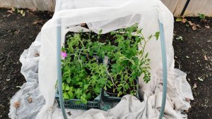 Томатам уже плохо 17 апреля опять сильный мороз! Спасаю посевы в теплице.