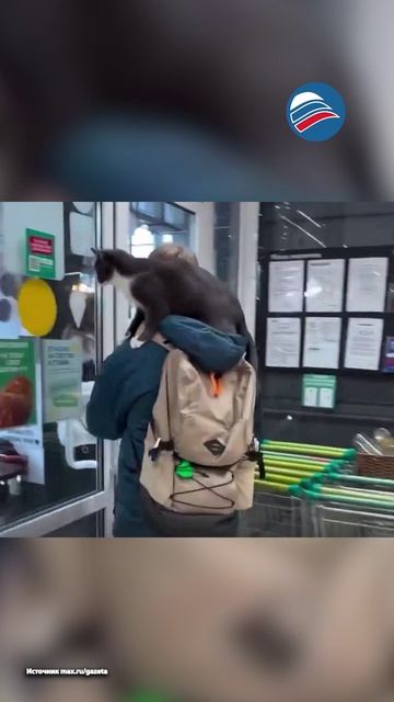 Невероятная связь: кошка катается на плече хозяина на моноколесе