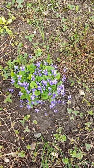 Цветы у нас за домом