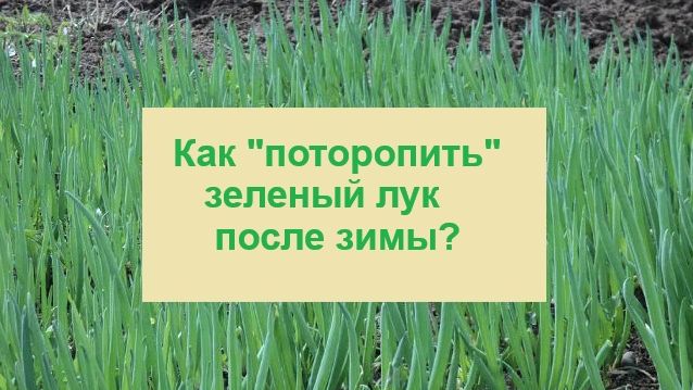 Как получить побыстрее урожай зеленого лука с гряды?