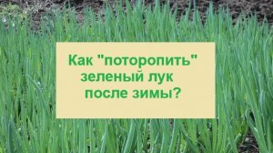 Как получить побыстрее урожай зеленого лука с гряды?
