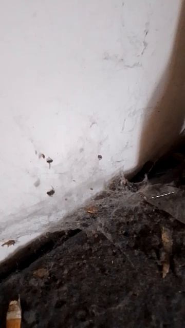 Швабра соседа без действия годы! Помогите уехать от маргинала! Сб 5336690144598952