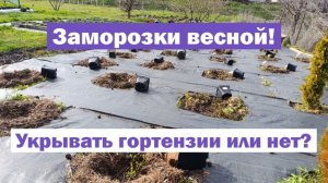НУЖНО ЛИ УКРЫВАТЬ метельчатую гортензию от заморозков весной?