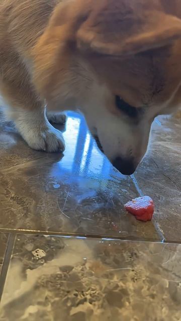 Подписка  ежедневная доза Коржакорги dogs corgi милота asmr асмр собака corgishorts tiktok