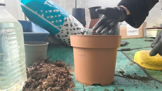 Пересадка пальмы Цикас 14.04.2026г🙂