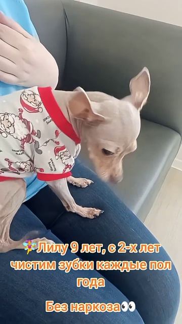 Тойчик Лилу 9 лет, чистим зубки с 2х лет