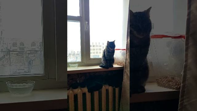 кошка на окошке испугалась камаза