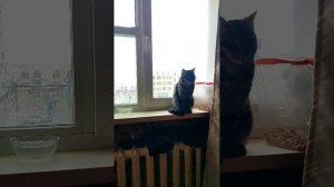 кошка на окошке испугалась камаза