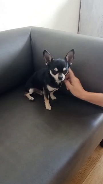 Чихуа Шах 1500грамм. Чистка зубов собакам