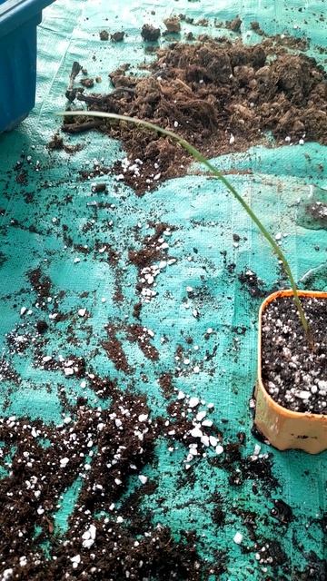 Посадила отросточек пальмы Цикас🙂Дополнение к видео 