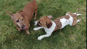 Собачьи бега 🐩🤣🐕