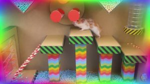 Умный хомяк разгадывает самый сложный лабиринт! часть 4