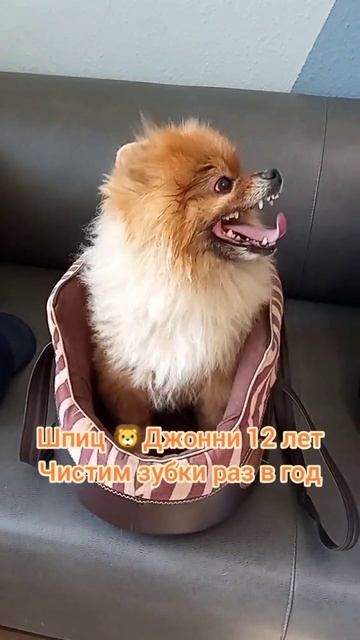 Шпиц  Джонни нам 12 лет, чистим зубки раз в год на протяжении 5-6 лет.