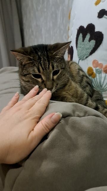 знакомьтесь,кот марсик