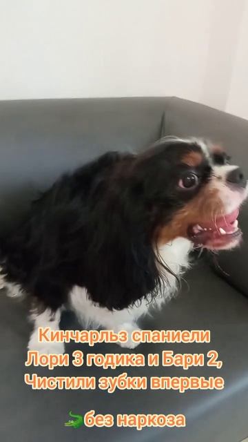Кинг чарльз спаниели Лори 3 и Бари 2 года, чистим зубки впервые