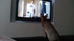 Котик и очень интересное кино