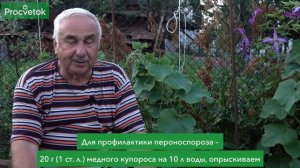 КАК НЕ ДОПУСТИТЬ ПОЯВЛЕНИЯ ПЕРОНОСПОРОЗА НА ОГУРЦАХ?!