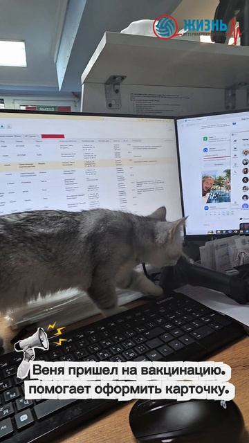 Вакцинация котят в Калуге. Ветеринарная клиника Жизнь.