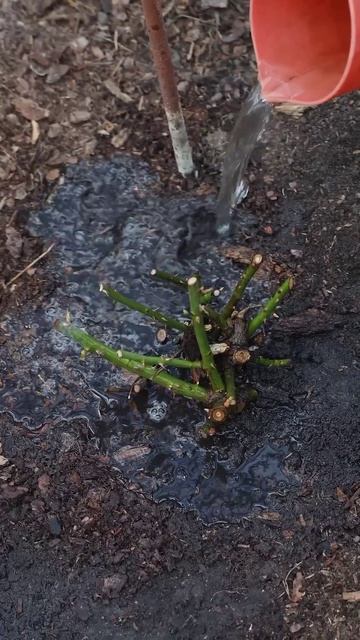 Успейте сделать это с розами весной и будете наслаждаться фантастическим цветением летом!