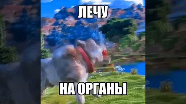 лечу на органы