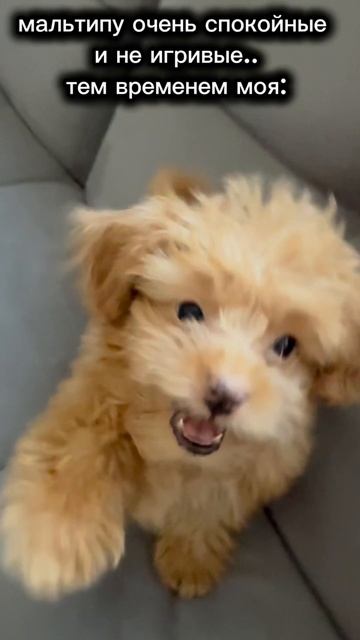у нас самая спокойная собакатоптрендэдит