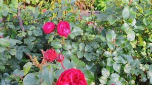 Осеннее цветение роз 2025год. 23 сентября